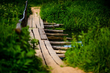 nature  green forest