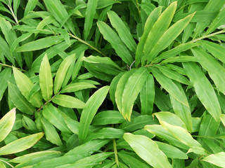 green leaf plant ( Wild Ginger (Zingiber zerumbet (L.) Roscoe ex Sm.).)