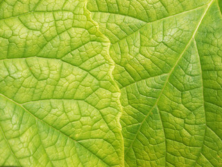Naklejka na ściany i meble leaf texture ( Clerodendrum chinense (Osbeck) Mabb., Glory Bower, Labiatae )