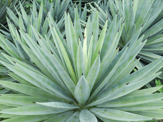 Obraz premium Spike leaf, A desert cactus