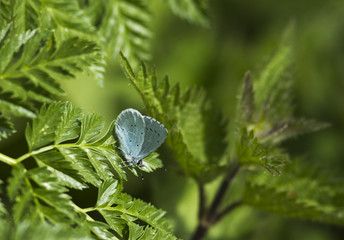 Holly Blue butterfly