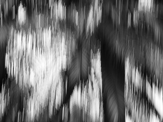 Abstract zoom motion blur background of the lone tree in black and white