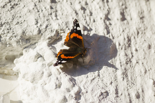 A Red Admiral butterfly makes the most of the unseasonal Februar