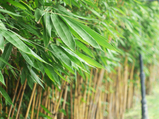 closeup bamboo leaf in garden