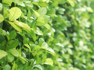 Fototapeta na wymiar closeup leaf wall