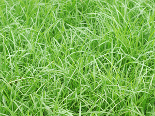 grass closeup