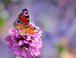 Peacock Butterfly (Inachis io) on a pink flower zinnias on a natural background with space for text