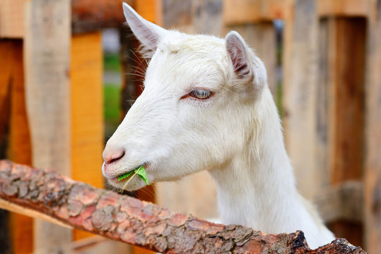 Close up portrait of a goat, outside in a courtyard of the farm