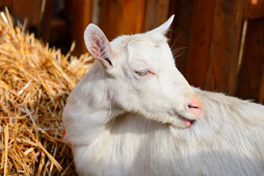 White hornless goat is near the hay in a courtyard of the farm