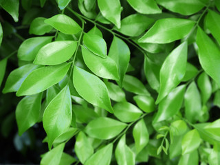 green leaf closeup