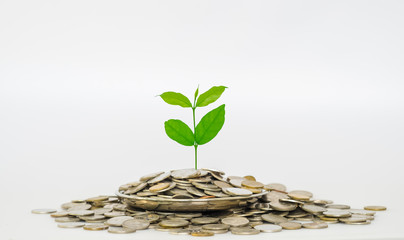 Investment and saving concept. Sprout growing from coins in silver plate on white background.