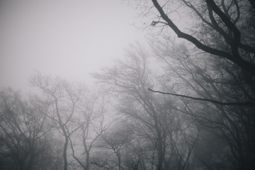 bosque encantado con niebla