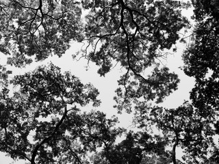 Silhouette of tree. Black and white
