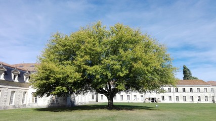 Tree on Corderie Royal Rochefort