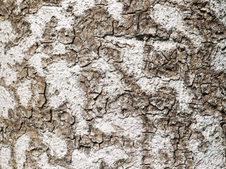 Tree bark texture macro