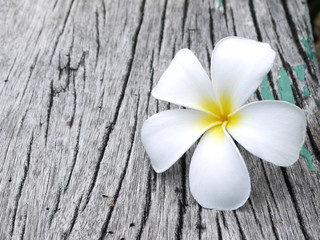 Close up of plumeria or frangipanni blossom on the old wood background