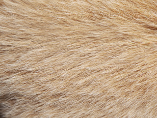 Macro Dog Hair texture