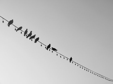 Bird on a wire silhouette