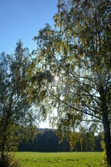 Sonne strahlt durch Bäume, mit Wald im Hintergrund und grünem Feld