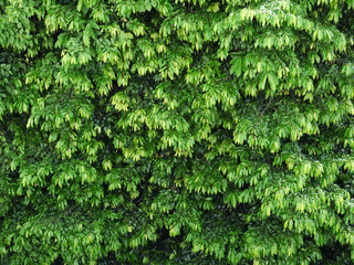 Green leaves wall background