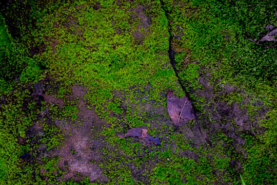 Green mos background,Stone With Green Mos,
