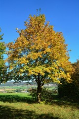 Fototapeta na wymiar Goldene Herbstzeit - Baum mit bunten Blättern