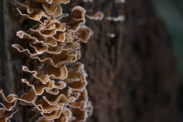 Wild mushroom on a tree.
