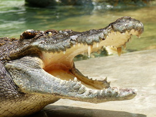 Crocodile with open mouth