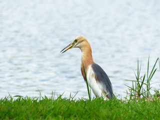 Javan Pond Heron in natural