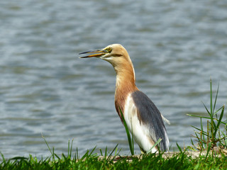 Javan Pond Heron in natural