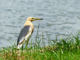 Javan Pond Heron in natural