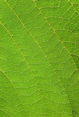 leaf texture