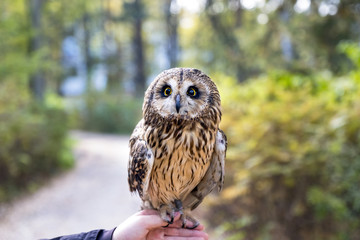 Pet Owl sitting on the hand