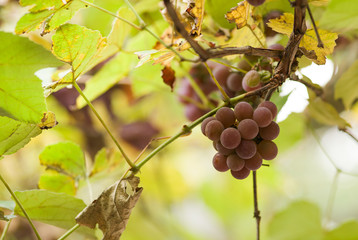 Bunch of ripe grapes on the vine