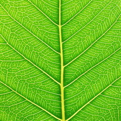 Obraz premium green bodhi leaf texture