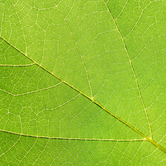 Fototapeta na wymiar closeup leaf texture ( Bastard Teak, Bengal Kino, Kino Tree, Flame of the Forest )