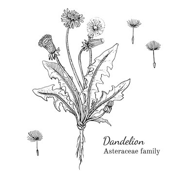 Ink dandelion herbal illustration. Hand drawn botanical sketch style. Absolutely vector. Good for using in packaging - tea, condinent, oil etc - and other applications