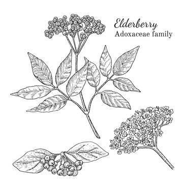 Ink elderberry herbal illustration. Hand drawn botanical sketch style. Absolutely vector. Good for using in packaging - tea, condinent, oil etc - and other applications