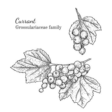 Ink currant herbal illustration. Hand drawn botanical sketch style. Absolutely vector. Good for using in packaging - tea, condinent, oil etc - and other applications