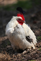 Hens and chickens raised on organic farm