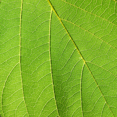 leaf texture ( Bastard Teak, Bengal Kino, Kino Tree, Flame of the Forest )