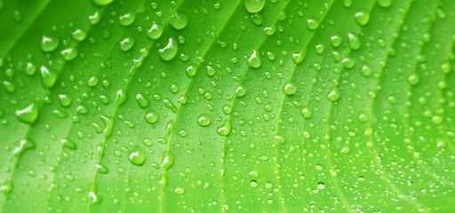 macro Water droplets on banana leaf