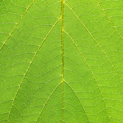 leaf texture