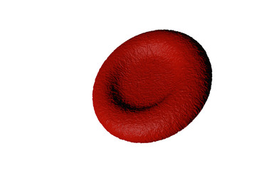 Red blood cell isolated with white background