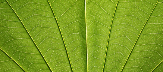 leaf texture