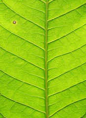 leaf texture ( mango leaf )