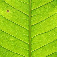 leaf texture ( mango leaf )