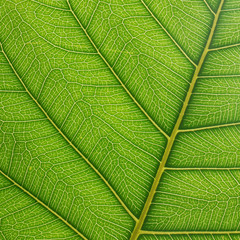 green bodhi leaf texture