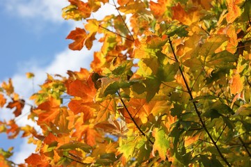 A close-up image of colourful Autumn leaves.