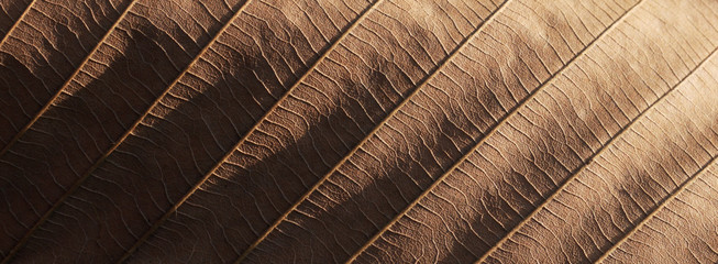 dry brown autumn leaf texture